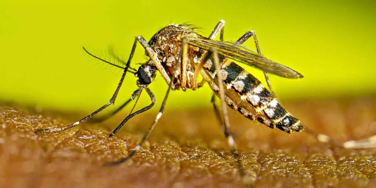 Dengue Fever বিষয়ক Paragraph লিখন, ১৯ম পর্ব, এইচএসসি ইংরেজি ২য় পত্র